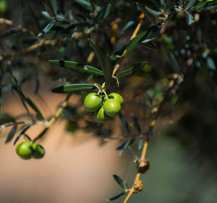 Alhaurin el Grande Guide. Major olive groves throughout Alhaurin hinterland