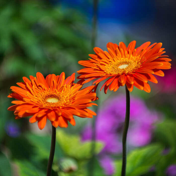 Córdoba Flowers