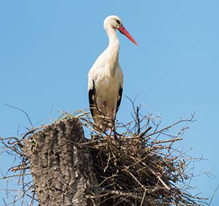 Huelva and Doñana Guide - Important flamingos breeding ground