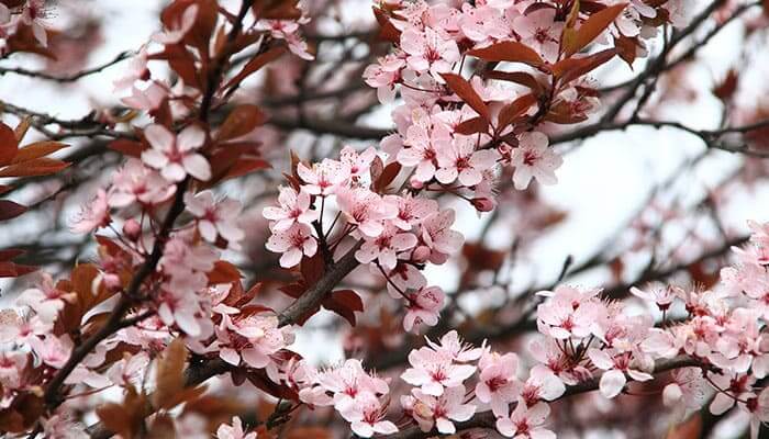 3 Spanish expressions that describe April down to a tee. “Abril lluvioso, mayo verdoso”