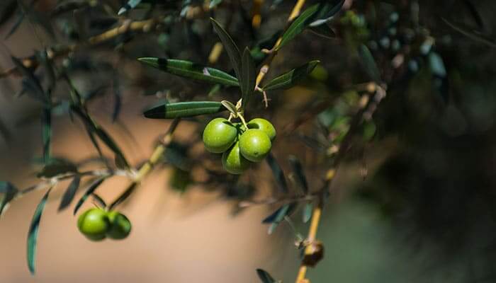 Spain is the World’s Healthiest Nation in 2019. Mediterranean diet