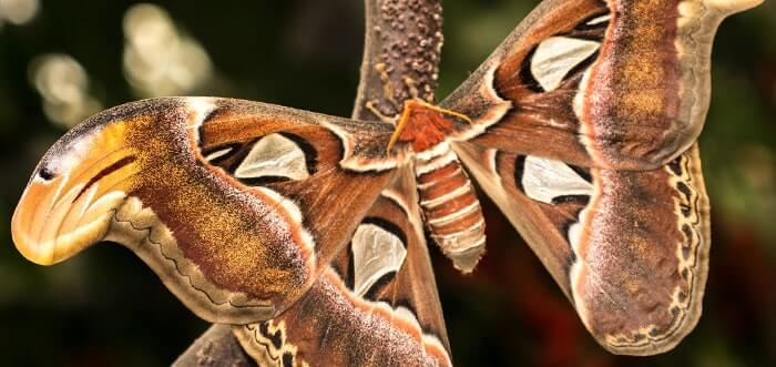 Theme Parks - Benalmádena Butterfly Park