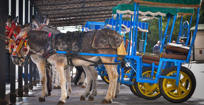 VIVA's guide to Mijas, Spain - now with video presentation: donkey taxis