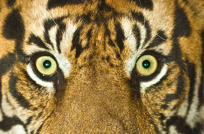 The eyes of a tiger