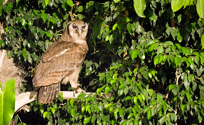 Open 'til midnight in July & August, you can watch nocturnal creatures too