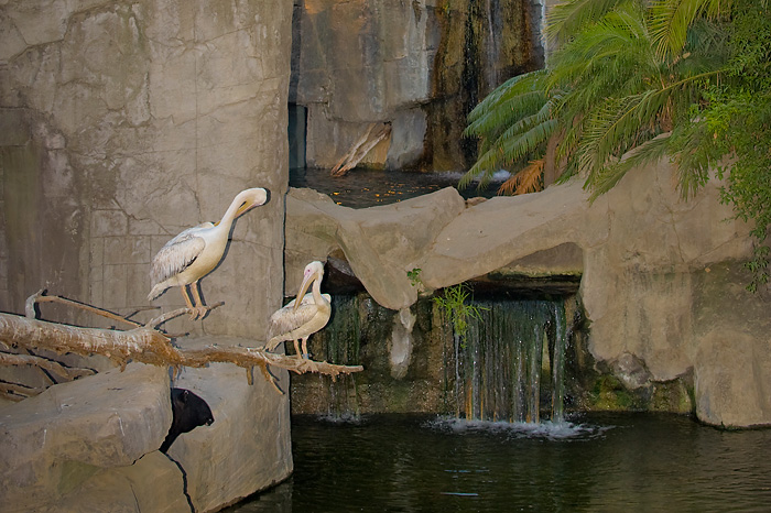 Its beautiful setting and proximity to animals make Bioparc very special