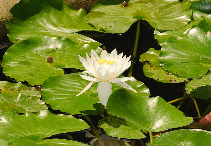Beautiful water lilies float serenely on tranquil ornamental ponds