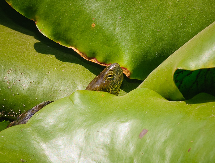 Aquatic plants are the perfect habitat for timid chameleons and frogs