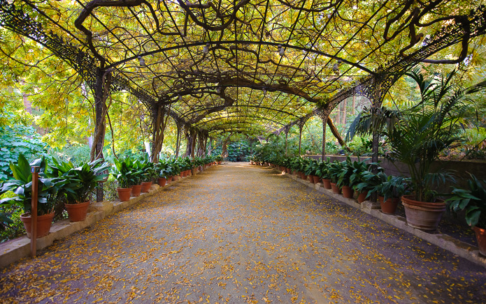 The wrought iron arbour is covered with wisteria, the exotic swathes turning the area a blueish-lilac when it blooms in April