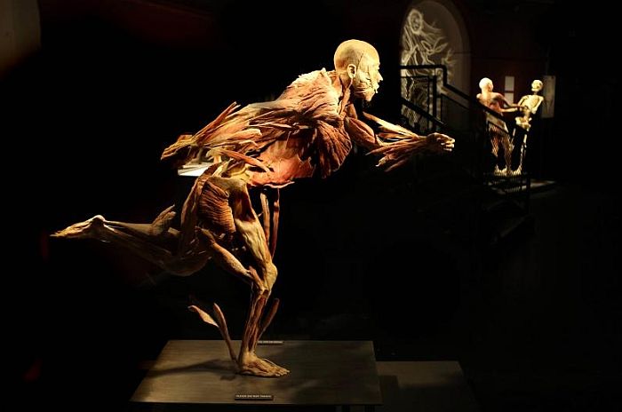 Human Body Exhibition Marbella