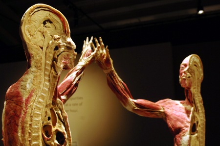 Human Body Exhibition Marbella