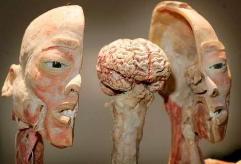 Human Body Exhibition Marbella