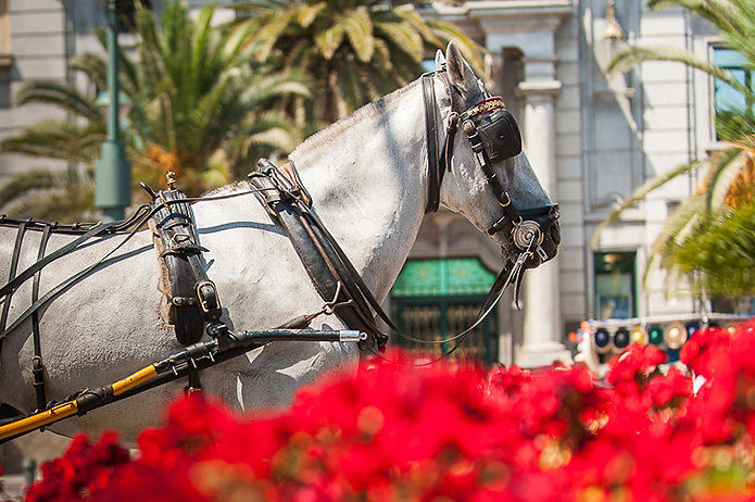 Málaga Feria 13