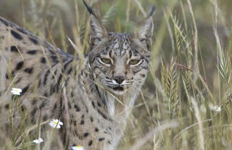 The Iberian Lynx