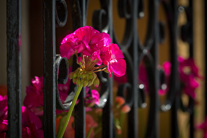 Flower power - Córdoba Festival of Patios 2013