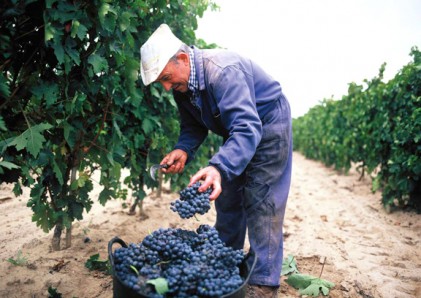 Grapepicker_01