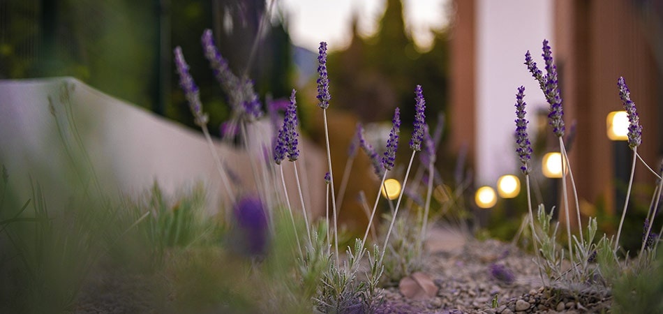Lavender plants are planted throughout the residential area.