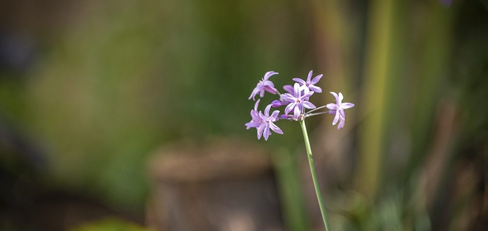 Detail of the nature inside the urbanisation